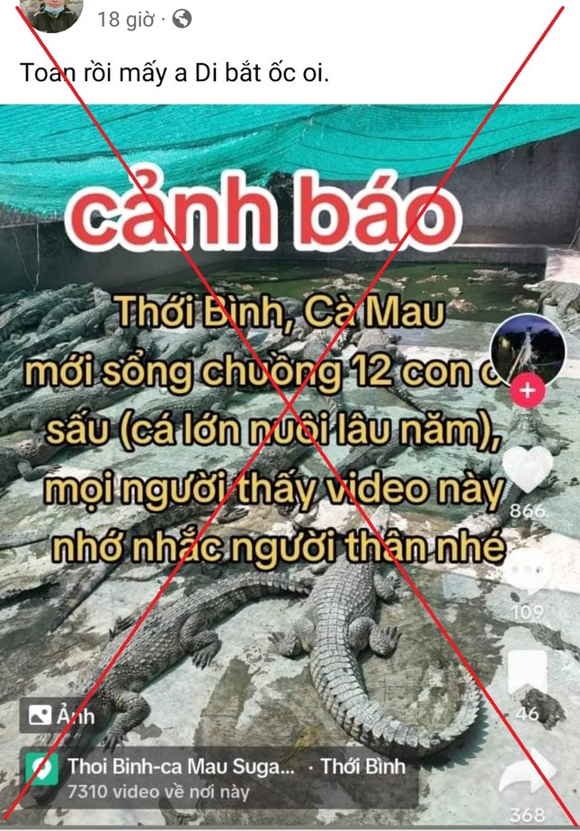 Truy t&igrave;m c&aacute; nh&acirc;n đưa tin 12 con c&aacute; sấu xổng chuồng ở C&agrave; Mau - Ảnh 1.