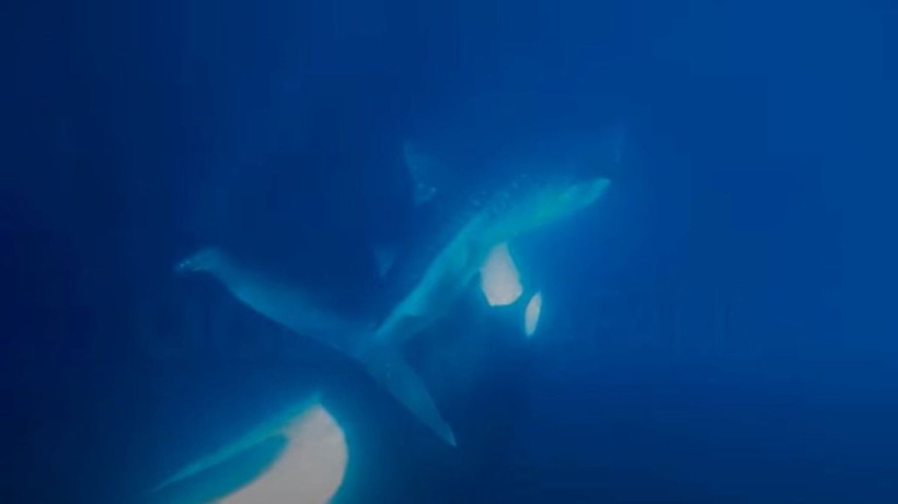 Cảnh hiếm thấy cá voi sát thủ chiến đấu với cá mập voi