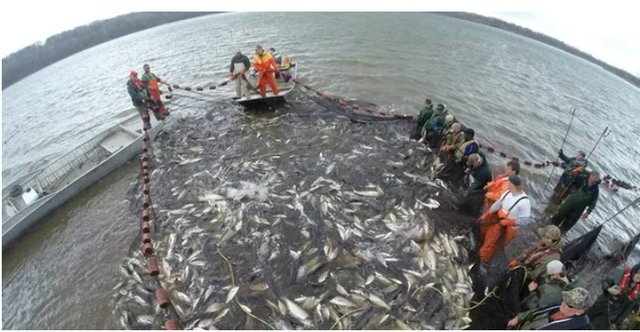 Loài cá châu Á có thể nhảy cao tới 3m đang xâm lấn khiến nước Mỹ đòi chặn đứng đường di cư