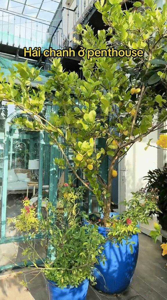 CEO sống trong penthouse 600m2 mát tay làm vườn: Trồng cây sai trĩu quả, chăm hoa đua nở rực rỡ - Ảnh 3.