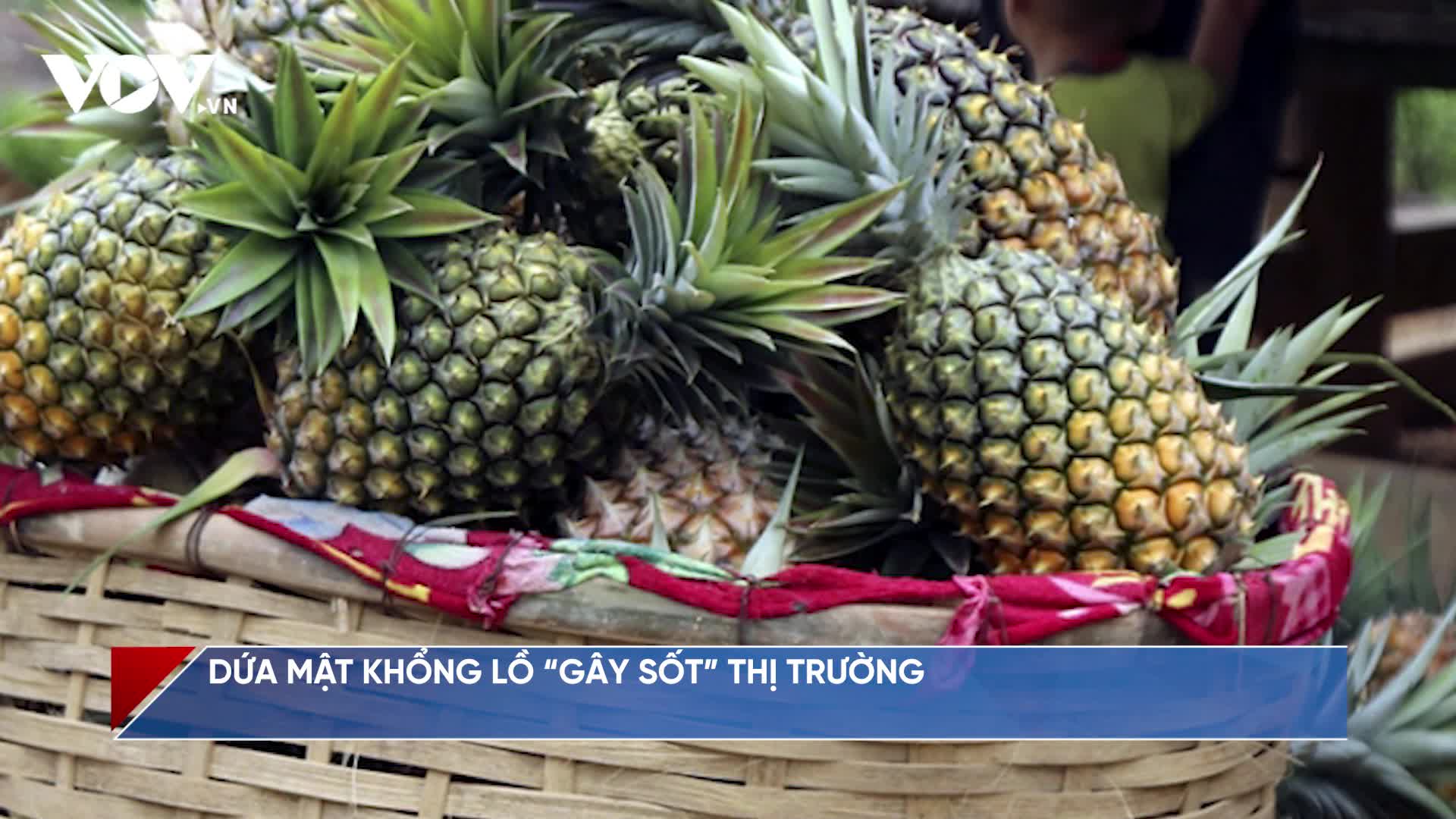 Dứa mật khổng lồ “gây sốt” thị trường - Kenh14 Video