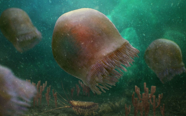 Hóa thạch 505 triệu năm tuổi của loài sứa 'cổ nhất' được phát hiện ở Rockies Canada
