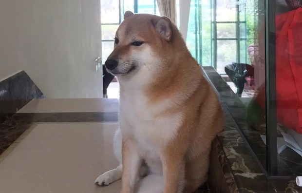 Chú chó Shiba nổi tiếng với nhiều meme nhất mạng xã hội qua đời ở tuổi 12