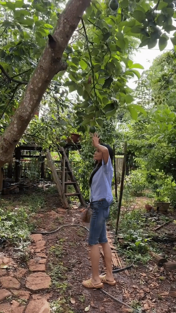 Khu vườn nhà HHen Niê hút gần 10 triệu lượt xem: Rau xanh trái ngọt sum suê, netizen tấm tắc “đỡ tốn tiền đi chợ” - Ảnh 8.