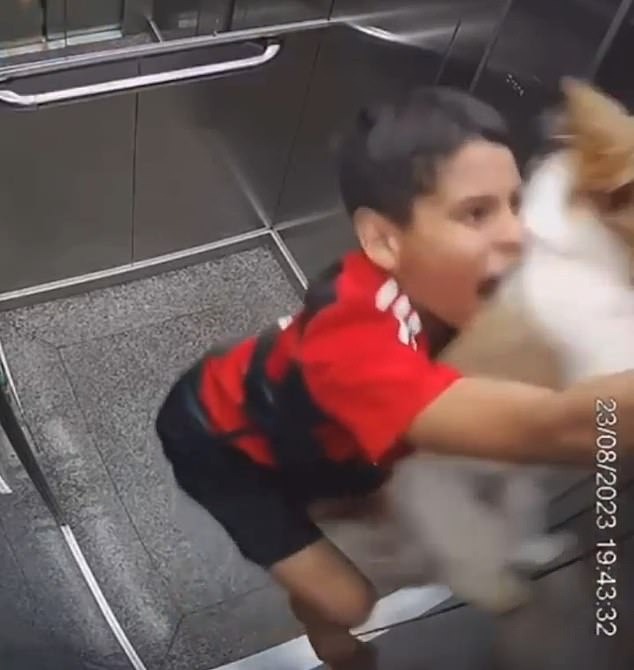 Chó cưng bị dây xích xiết cổ trong thang máy, bé trai có hành động nhanh trí cứu sống con vật - Ảnh 3.