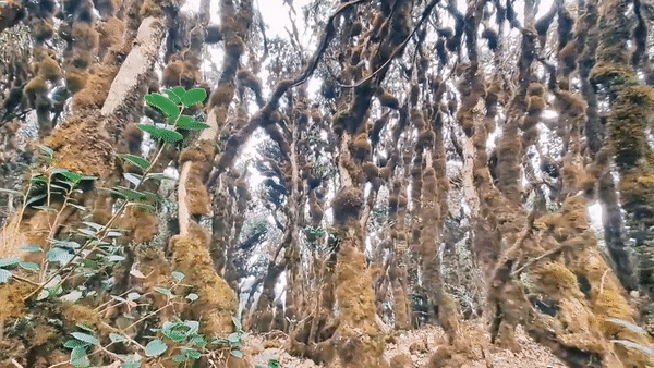 Phát hiện cánh rừng nguyên sinh kỳ bí như trong phim Hollywood ở ngay vùng núi phía Bắc Việt Nam, du khách nhận xét cảnh đẹp như chốn thần tiên - Ảnh 6.