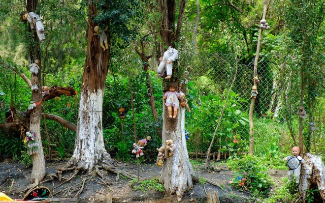 &ldquo;C&aacute;nh rừng tự s&aacute;t&rdquo; của Nhật Bản hiện tại thế n&agrave;o sau nhiều năm g&acirc;y &aacute;m ảnh? - Ảnh 3.