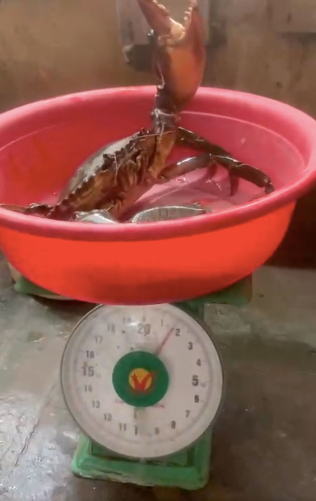 Mức giá không ngờ của con cua biển khổng lồ 1,7kg ở Sóc Trăng - Ảnh 2.