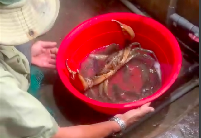 Giá bất ngờ cua biển 'khủng' 1,7kg ở Sóc Trăng