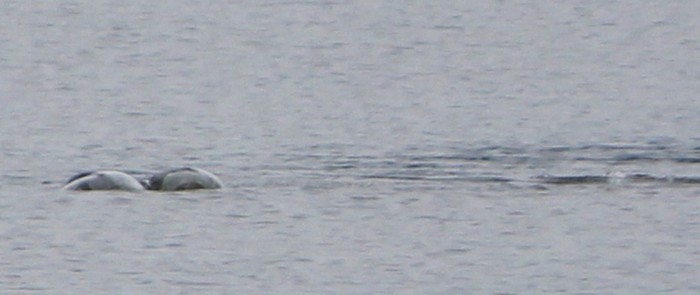 'Thợ săn' quái vật hồ Loch Ness công bố bức ảnh thủy quái huyền thoại?