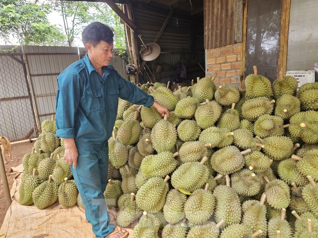 Cơn sốt sầu riêng: Nhiều người lỗ tiền tỷ, nhà cửa bay trong nốt nhạc - Ảnh 5.