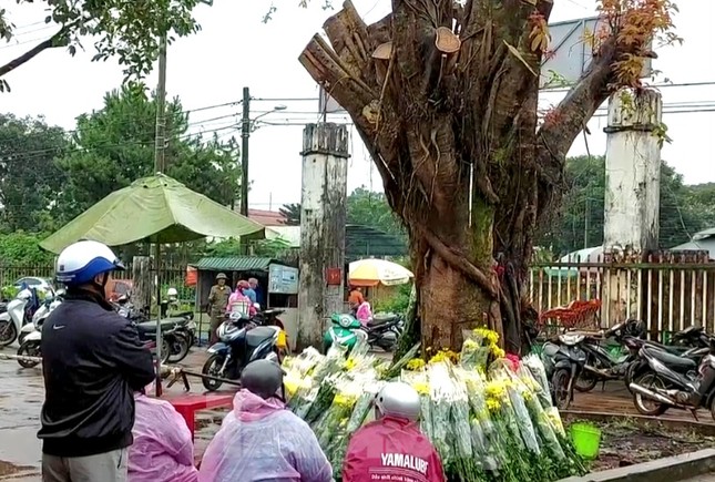 Người dân đổ xô xem cây si có hình giống mặt người, chính quyền lên tiếng - Ảnh 5.