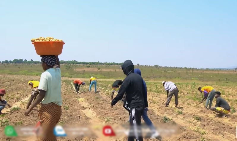 Quang Linh farm bội thu khoai tây trái mùa, thương lái tranh nhau mua nhưng số tiền thu về cả vụ mới choáng - Ảnh 1.