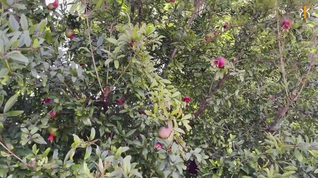 Cơ ngơi của Hà Thanh Xuân ở Mỹ: Rộng 600m2, vườn nhà đủ loại hoa và trái cây ăn không hết - Ảnh 8.