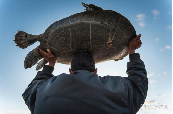 Cứ ngỡ ''cụ rùa'' Tây Du Ký là tưởng tượng, hóa ra ''bản real'' dài 5m từng sống trên Trái đất