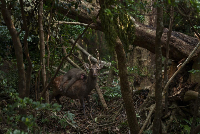 Nhiếp ảnh gia ghi lại khoảnh khắc khỉ 'tận hưởng chuyến đi tự do' trên lưng hươu trong rừng