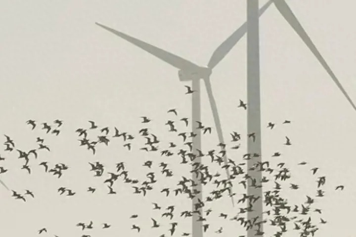Vì sao ngành điện gió dần bị tẩy chay ở nhiều nước trên thế giới?