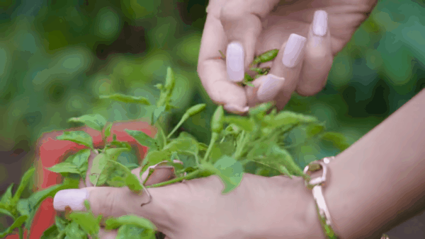 Cơm nh&agrave; của người &Ecirc;-đ&ecirc; l&ecirc;n xu hướng: Canh c&agrave; đắng, c&aacute; kh&ocirc; gi&atilde; cũng đủ tốn cơm - Ảnh 8.