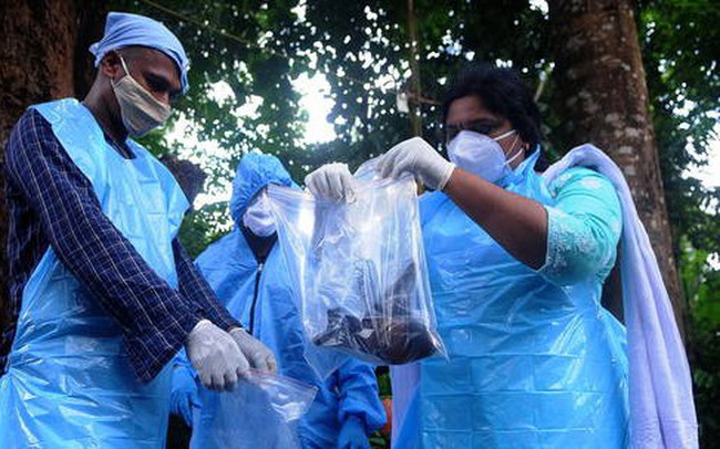 Ấn Độ chạy đua ngăn chặn dịch virus Nipah gây tổn thương não