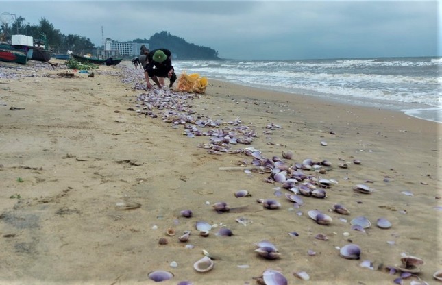 Hàng tấn sò tím dạt vào bờ biển Hà Tĩnh, người dân đổ xô nhặt lộc trời - Ảnh 2.