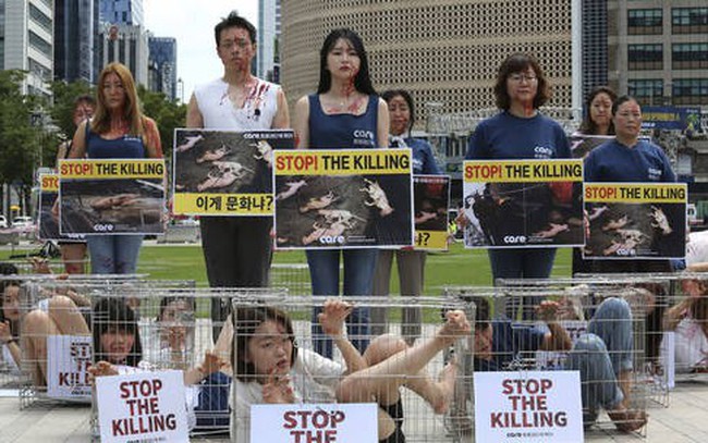 Hàn Quốc đưa ra dự luật cấm ăn thịt chó - Ảnh 1.