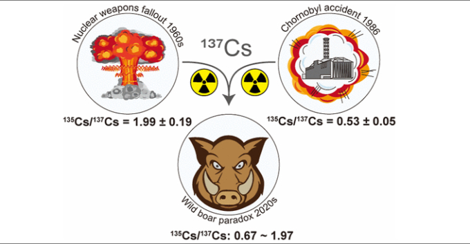 Thảm họa hạt nhân Chernobyl: Vì sao lợn rừng tại Tây Âu vẫn nhiễm phóng xạ sau 37 năm?