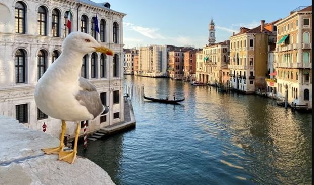 Chim hải âu giật đồ ăn, tấn công du khách ở Venice - Ảnh 1.