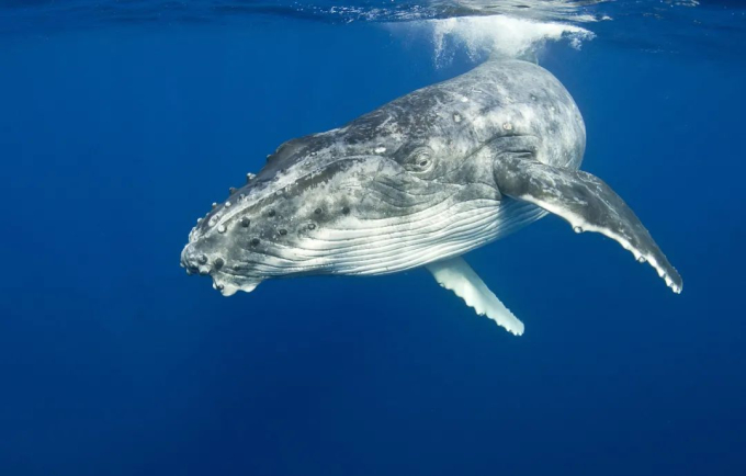 Thói quen lạ lùng của loài cá voi lưng gù: Thích 'làm anh hùng' cứu sống con mồi trong cuộc đi săn của cá voi sát thủ