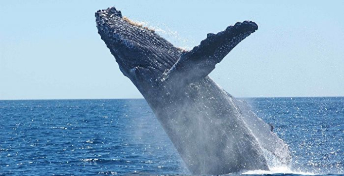 Thói quen kỳ lạ của cá voi lưng gù: Thích 'làm anh hùng' cứu con mồi trong cuộc săn cá voi sát thủ