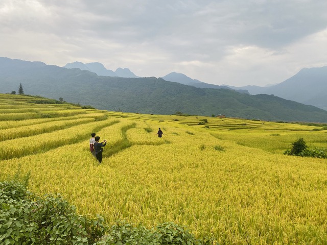 Ngắm nhìn mùa vàng rực rỡ ở vùng cao phía Bắc trong tháng 9 - Ảnh 2.