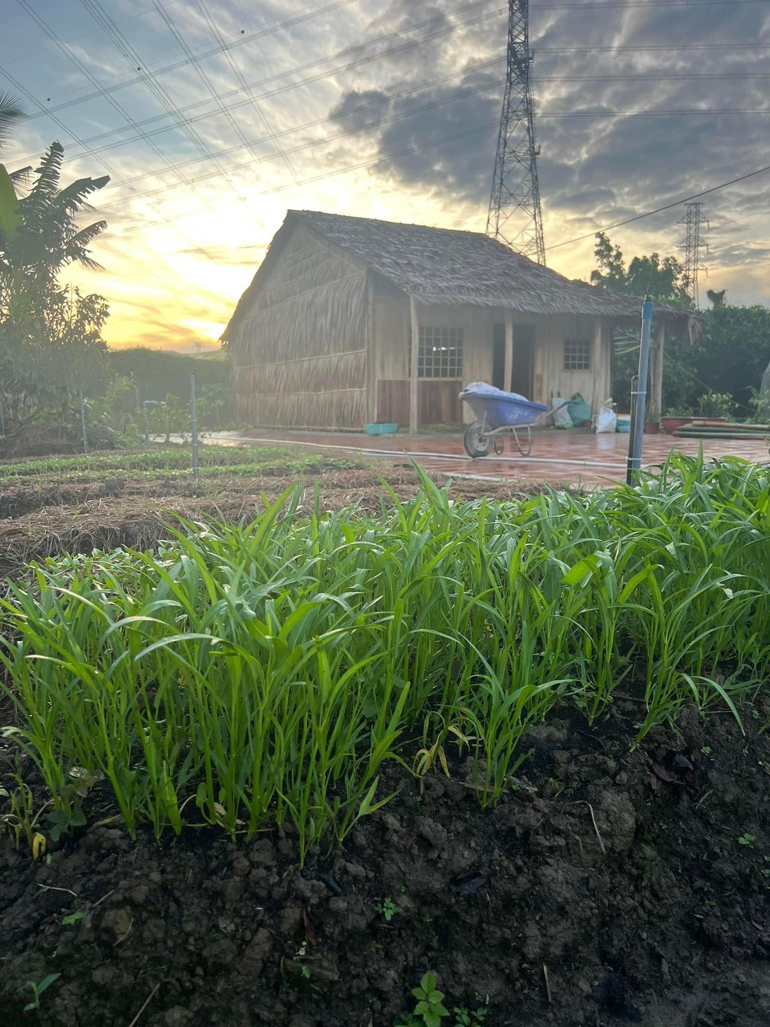 Cô gái Cần Thơ xinh đẹp bỏ phố về quê, cởi giày cao gót làm địa chủ chân đất - Ảnh 3.