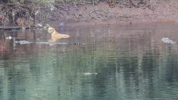 Hy hữu: Bầy cá sấu khổng lồ cứu chú chó hoang giữa dòng nước