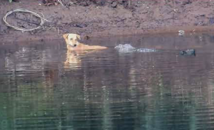 Hiếm: Cá sấu khổng lồ giải cứu chó hoang giữa dòng nước