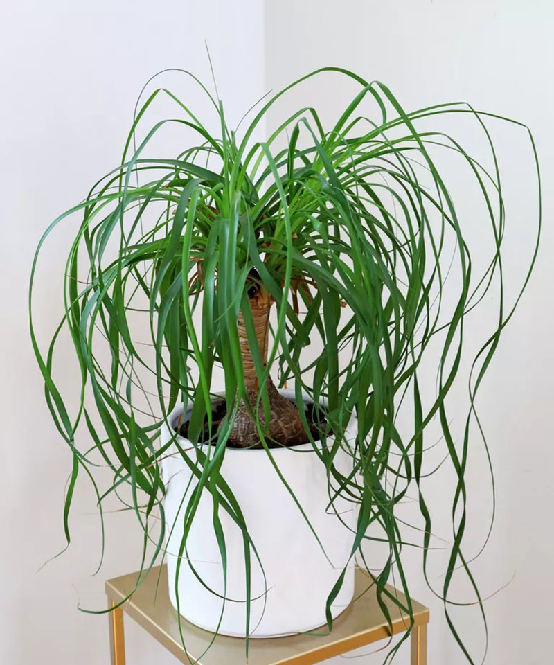 7 lo&agrave;i c&acirc;y cảnh ưa nắng l&agrave; lựa chọn h&agrave;ng đầu để bạn phủ xanh kh&ocirc;ng gian sống - Ảnh 2.