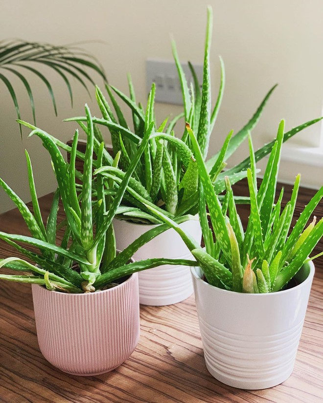 7 lo&agrave;i c&acirc;y cảnh ưa nắng l&agrave; lựa chọn h&agrave;ng đầu để bạn phủ xanh kh&ocirc;ng gian sống - Ảnh 7.