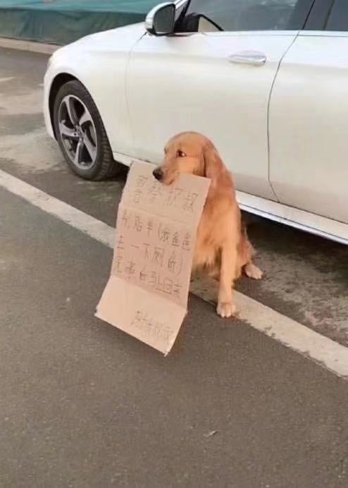 Nhìn thấy chú chó Golden đứng cạnh xe, cô gái bật cười khi đọc nội dung bìa trong miệng nó