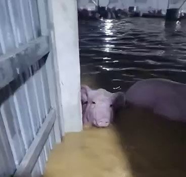 Trang trại ở Thanh Hóa bị nước lũ cuốn trôi hơn 1.000 con lợn - Ảnh 3.