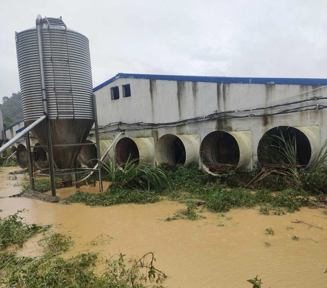 Trang trại ở Thanh Hóa bị nước lũ cuốn trôi hơn 1.000 con lợn - Ảnh 2.