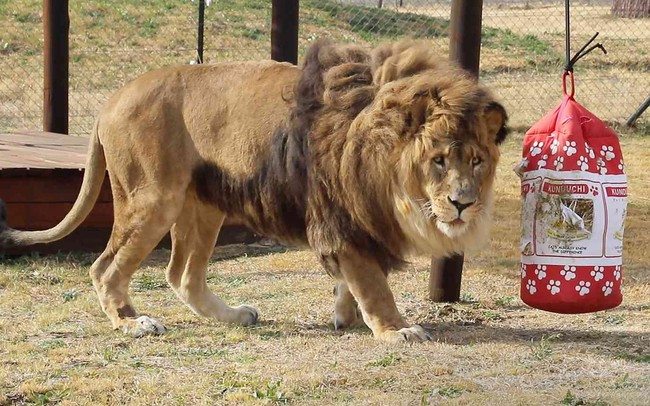 Sư tử ‘cô đơn nhất thế giới’ trở về tự nhiên