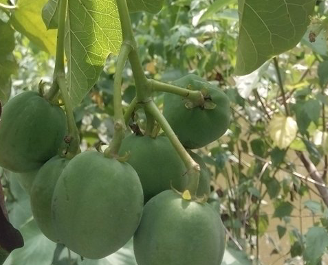 Ăn loại quả có vị ngọt, 40 học sinh nhập viện cấp cứu - Ảnh 1.