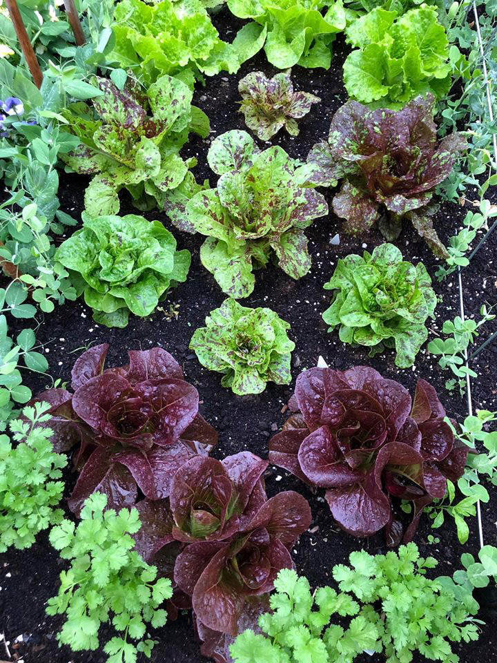 Bà mẹ 2 con từ chối công việc thành phố, cùng gia đình về quê trồng cả ...