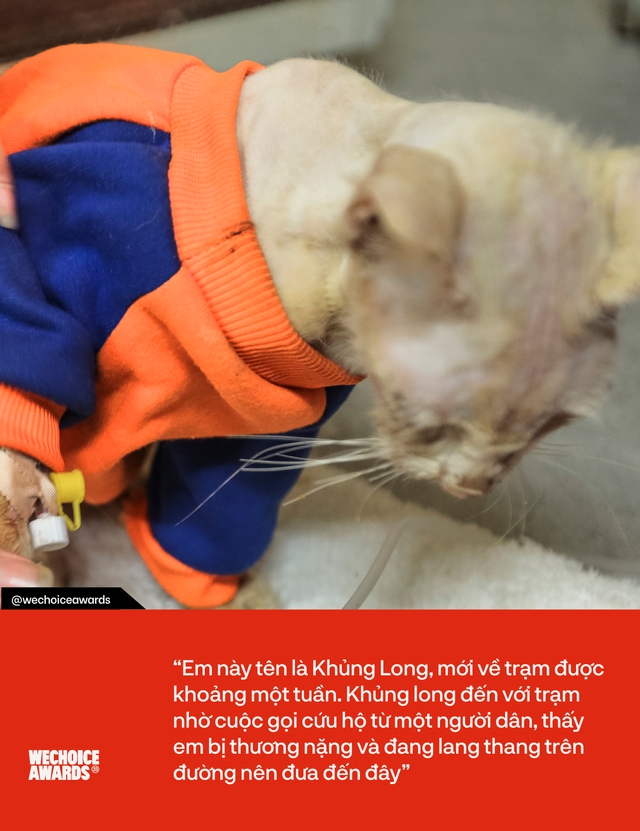 Đến thăm trạm cứu hộ chó mèo của các bạn sinh viên ở Hà Nội: Các bé được nhận về đây đều trong tình trạng hoảng loạn - Ảnh 6.