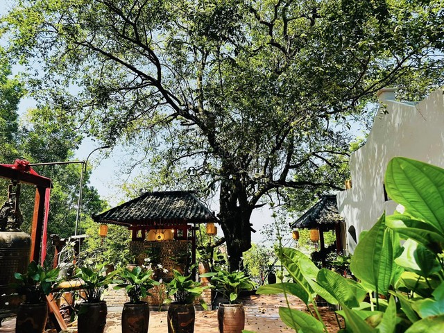 Phát hiện ngôi chùa có cây cổ thụ trăm tuổi, cách Hà Nội chỉ hơn 1 giờ lái xe, phù hợp đi lễ dịp đầu năm - Ảnh 3.