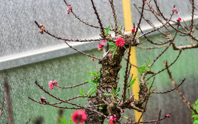 Đón xuân về, dân sành chơi hoa Tết đều biết đến 5 loại đào này, có loại giá bán lên đến cả trăm triệu - Ảnh 13.