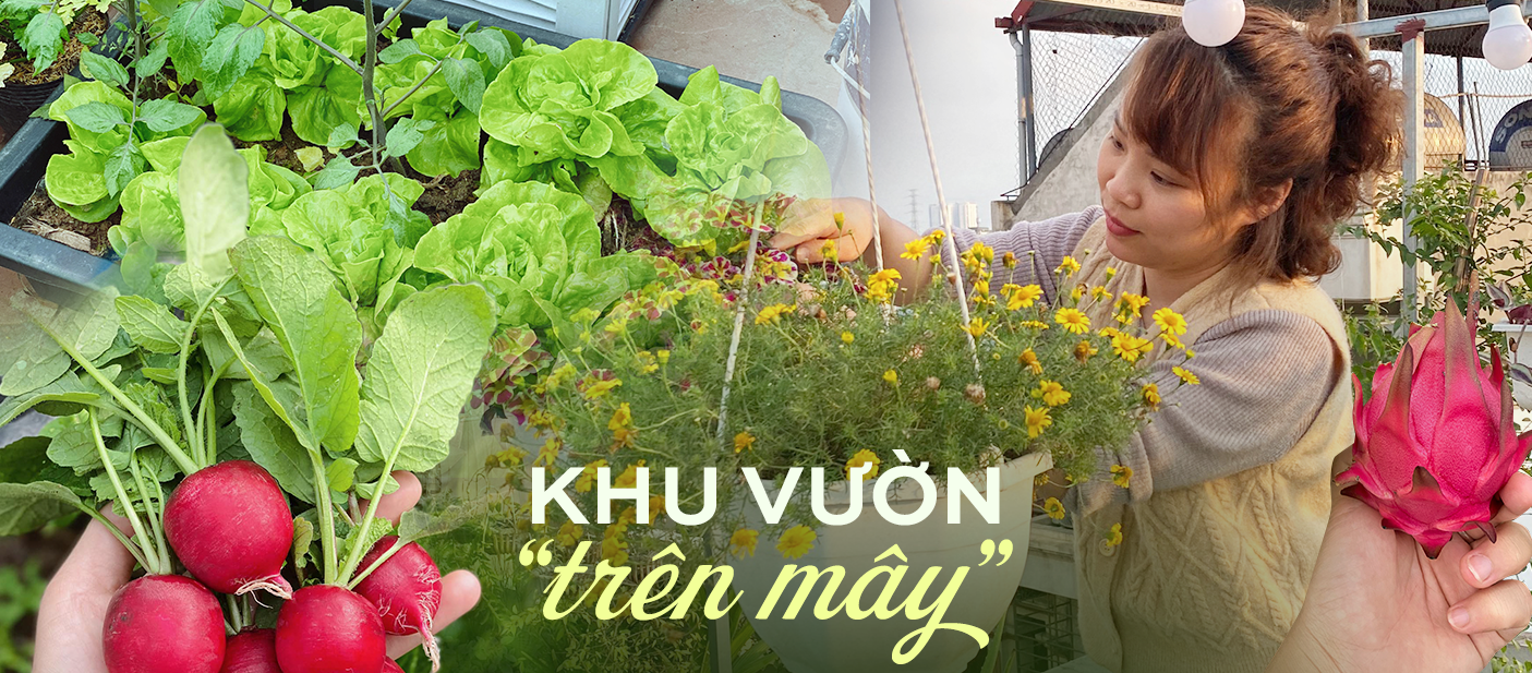 Mẹ 9X biến sân thượng thành khu vườn trồng đủ các loại rau củ quả, thu hoạch được cả dưa bở, thanh long... cả nhà ăn không xuể - Ảnh 1.