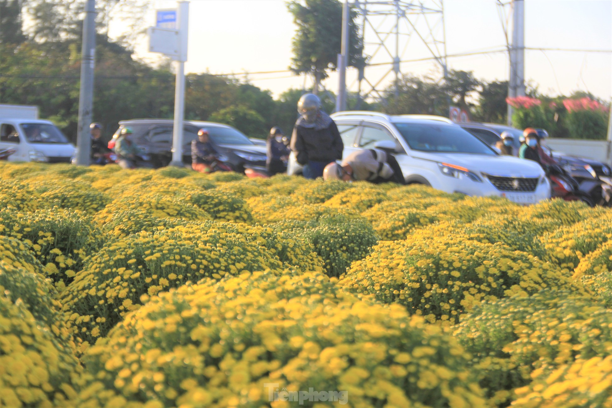 View - Cúc nở quá sớm, chủ vườn khóc ròng bán tháo trước Tết