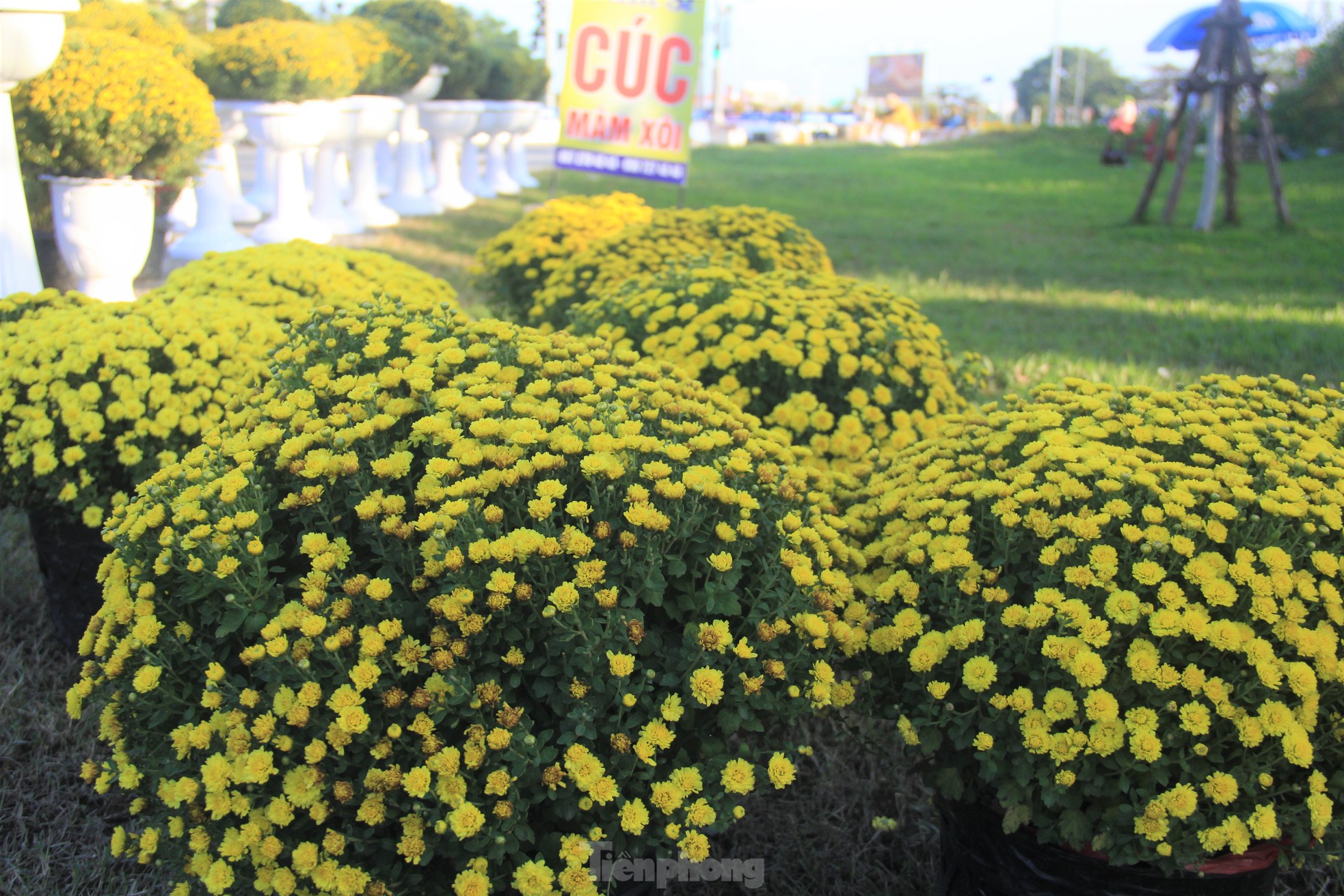 View - Cúc nở quá sớm, chủ vườn khóc ròng bán tháo trước Tết