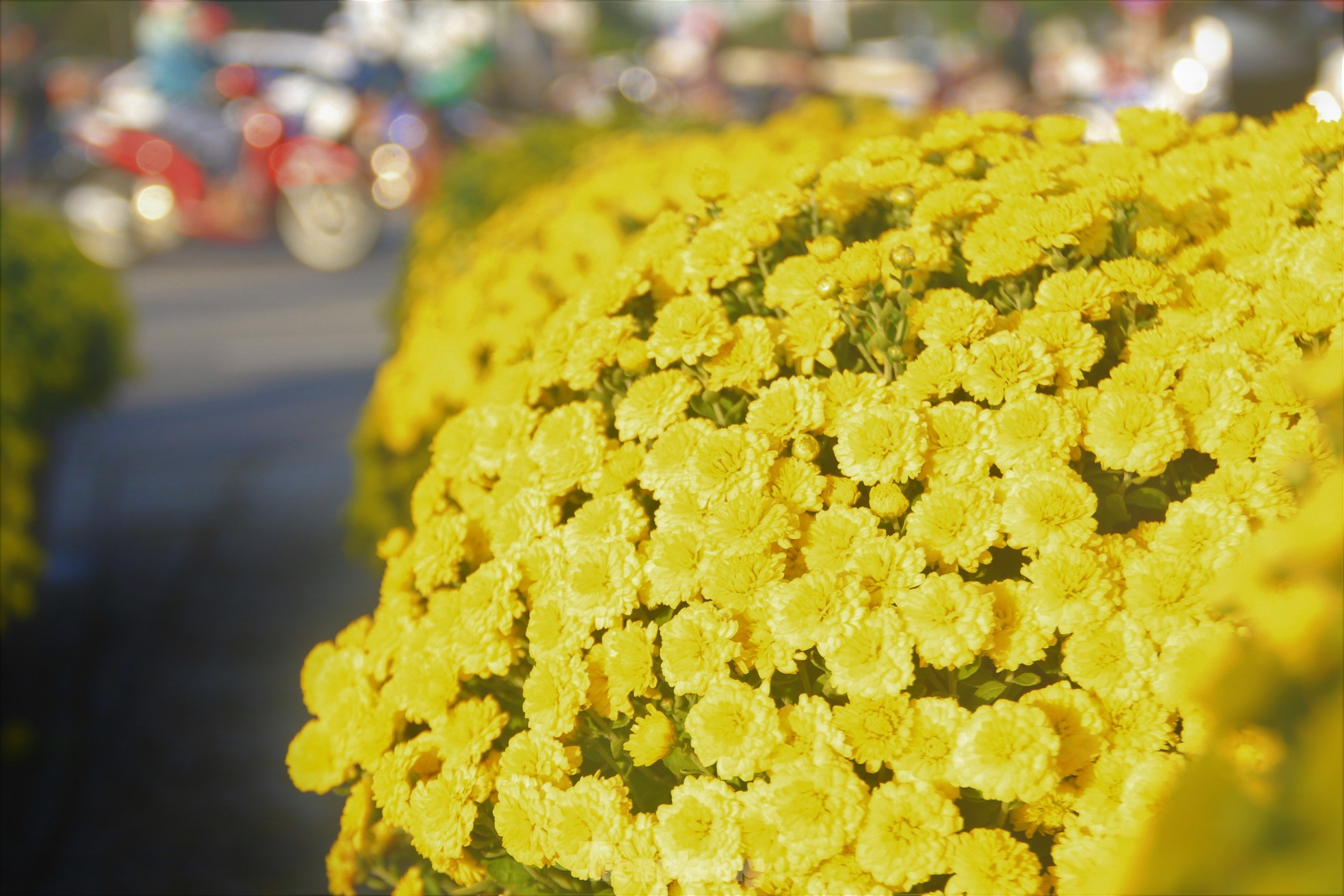 View - Cúc nở quá sớm, chủ vườn khóc ròng bán tháo trước Tết