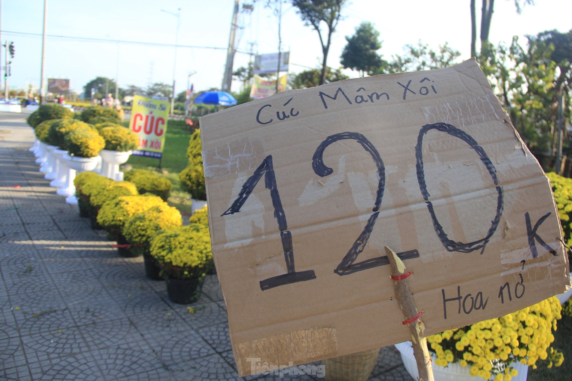 View - Cúc nở quá sớm, chủ vườn khóc ròng bán tháo trước Tết