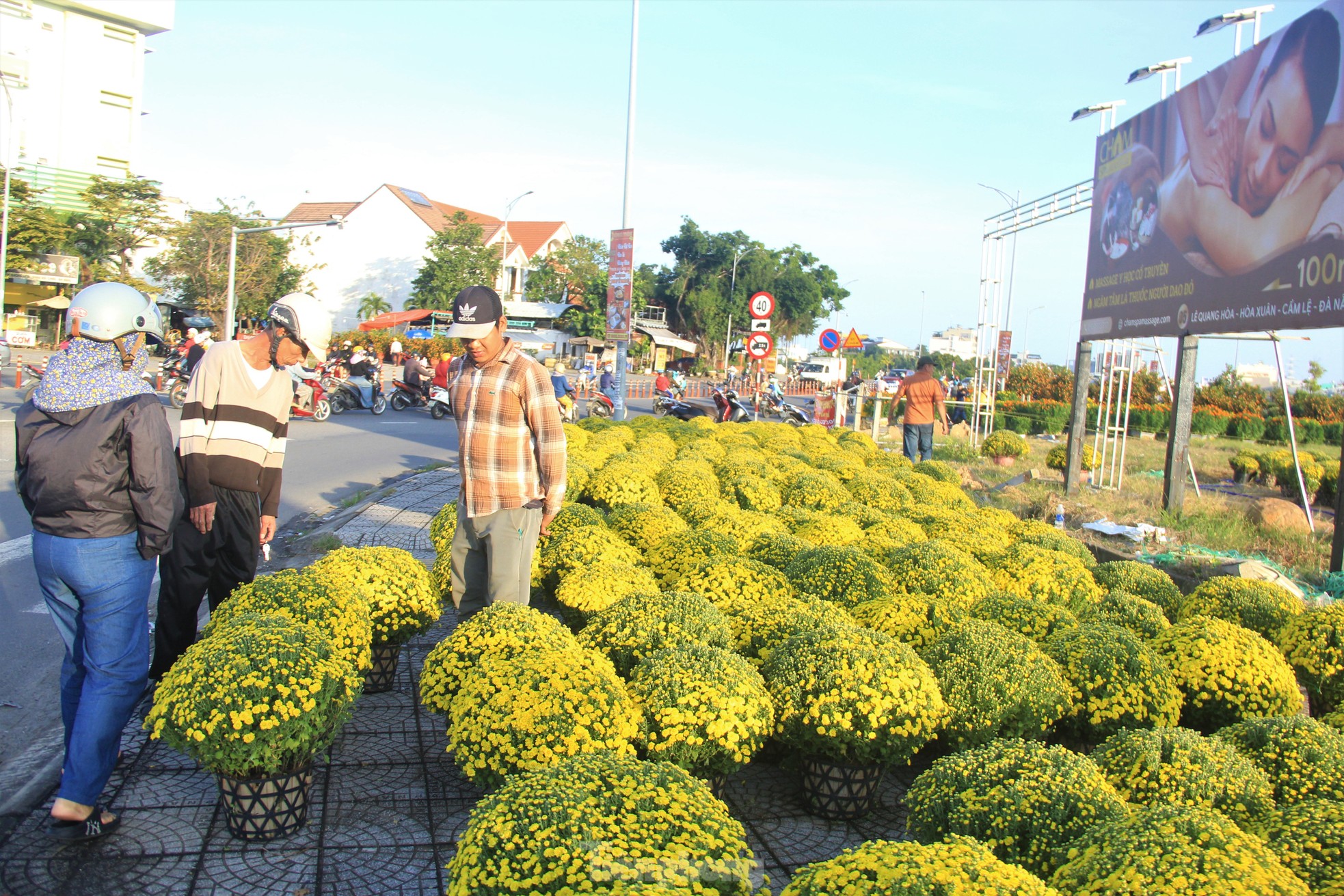 View - Cúc nở quá sớm, chủ vườn khóc ròng bán tháo trước Tết